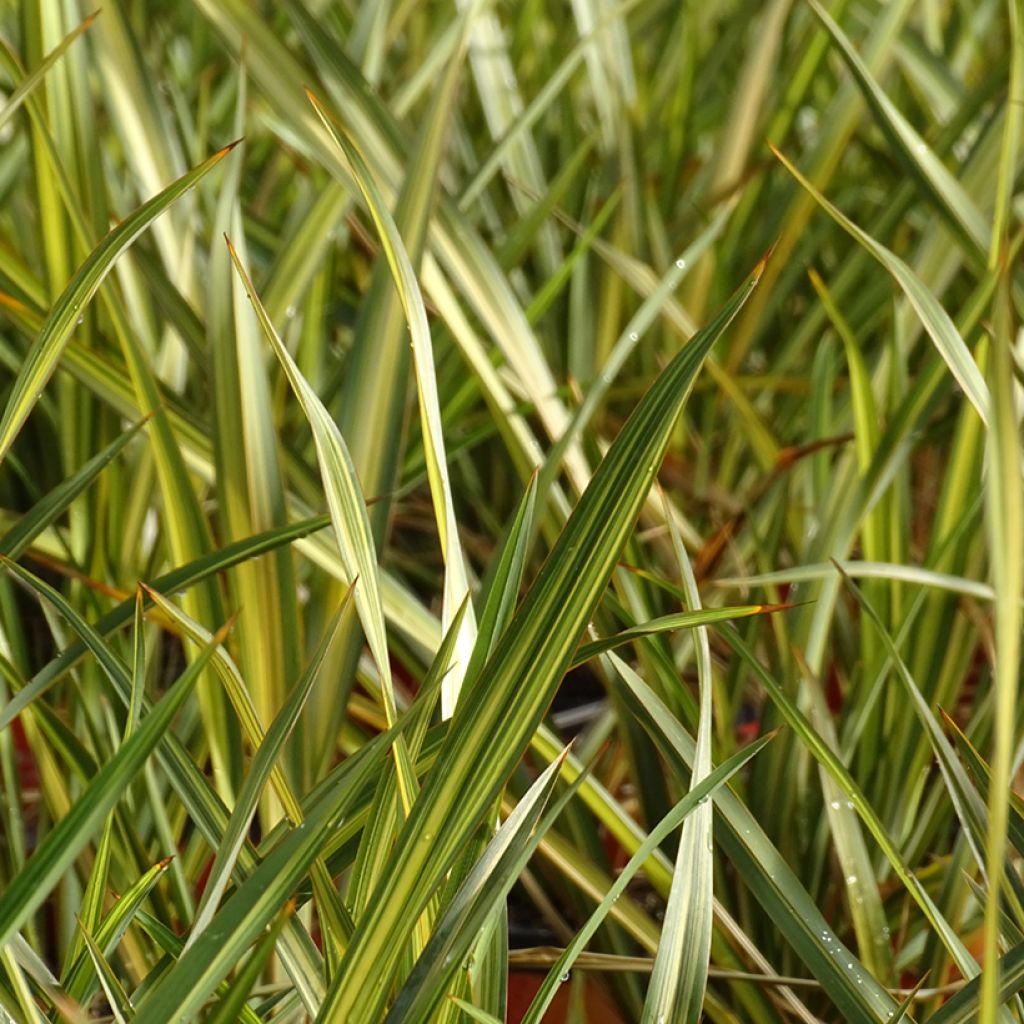 Phormium tenax Apricot Queen - Lino de Nueva Zelanda