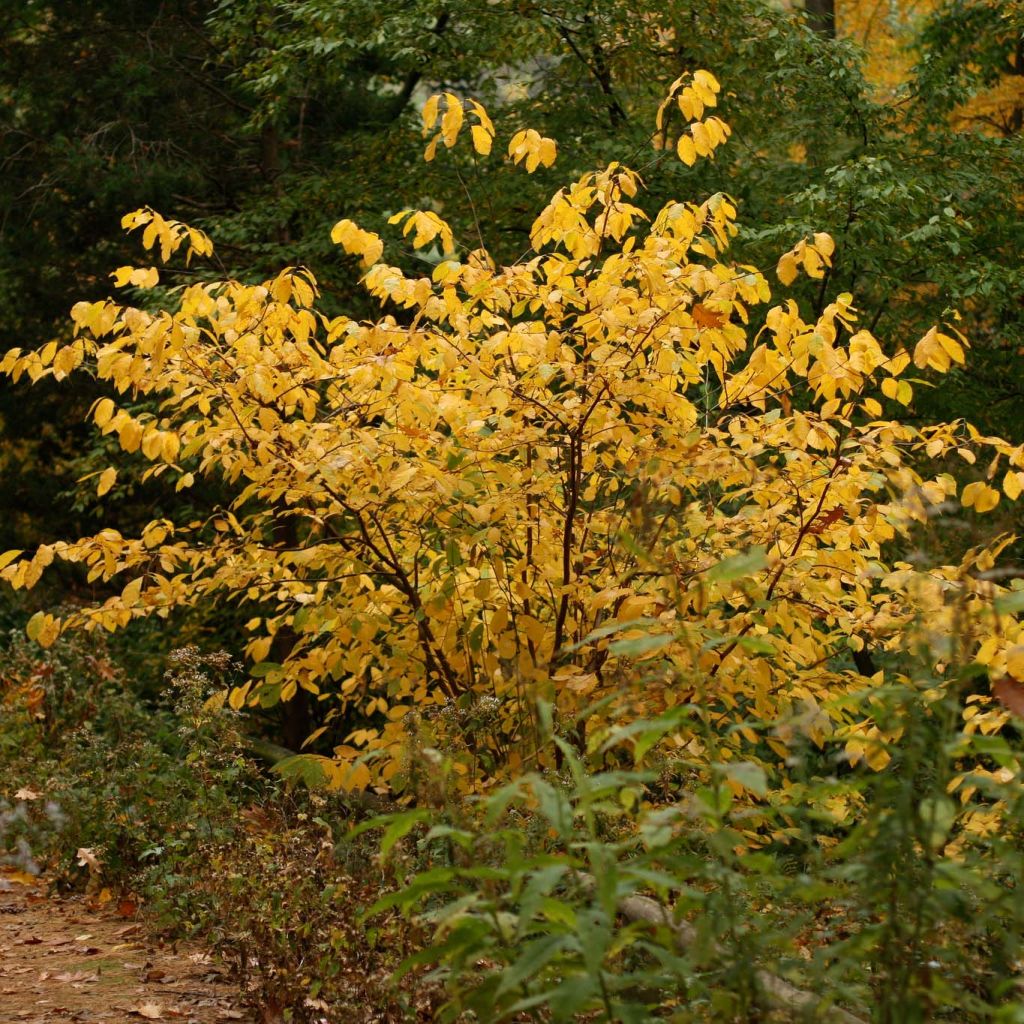 Lindera benzoin