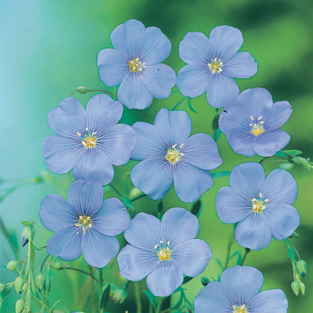 Linum grandiflorum Blue Dress
