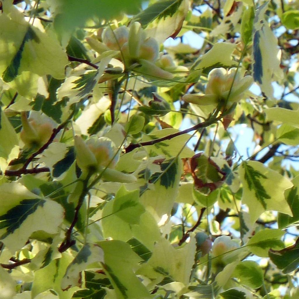 Arbol de las tulipas Aureomarginatum - Liriodendron tulipifera