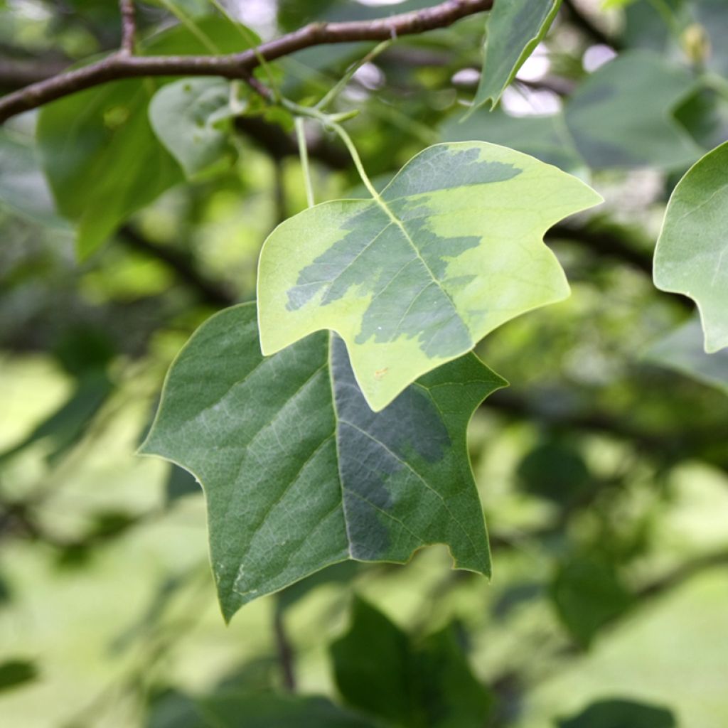 Arbol de las tulipas Aureomarginatum - Liriodendron tulipifera