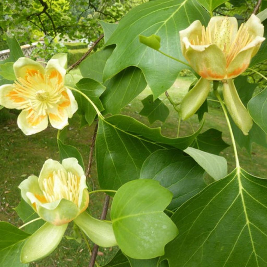 Arbol de las tulipas - Liriodendron tulipifera
