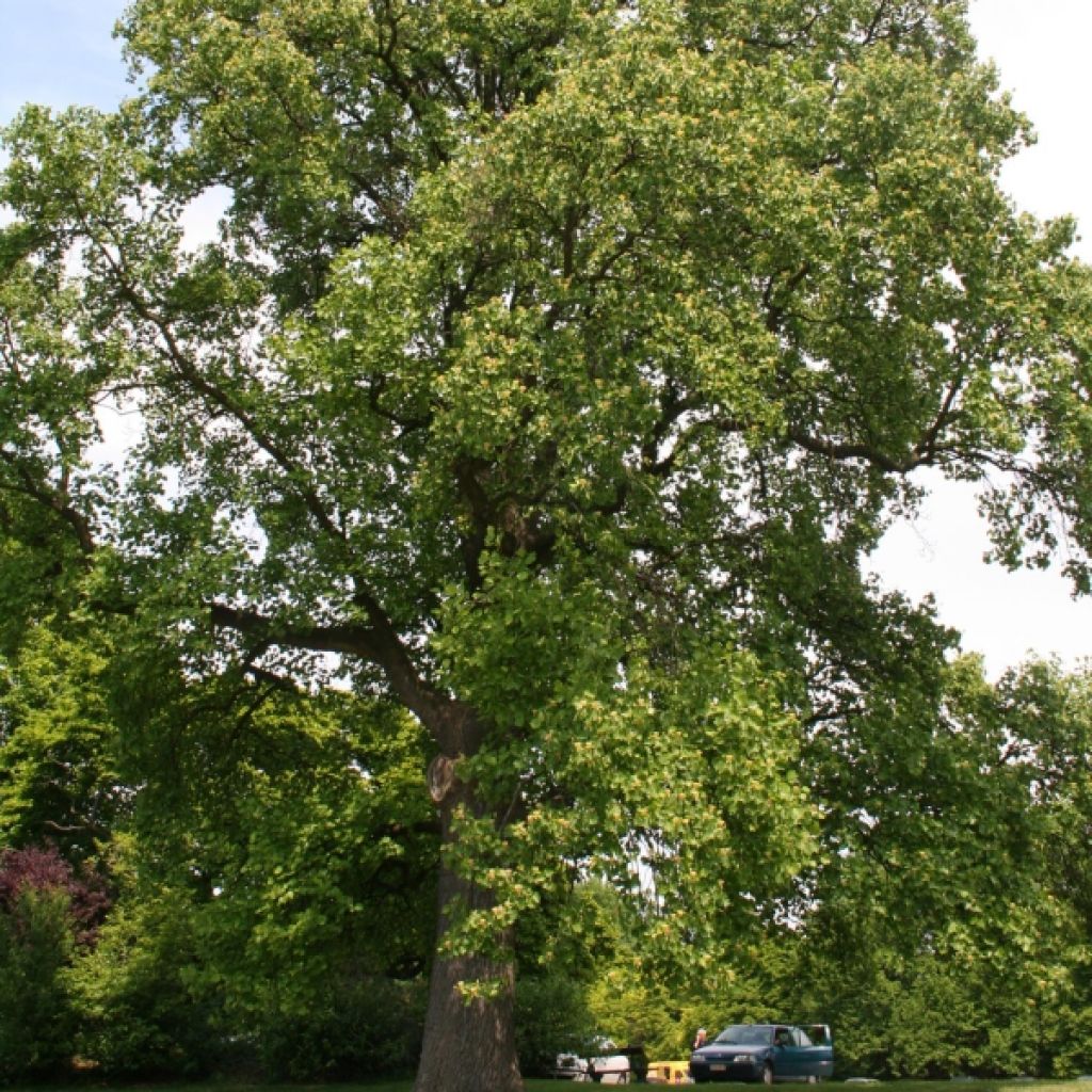 Arbol de las tulipas - Liriodendron tulipifera