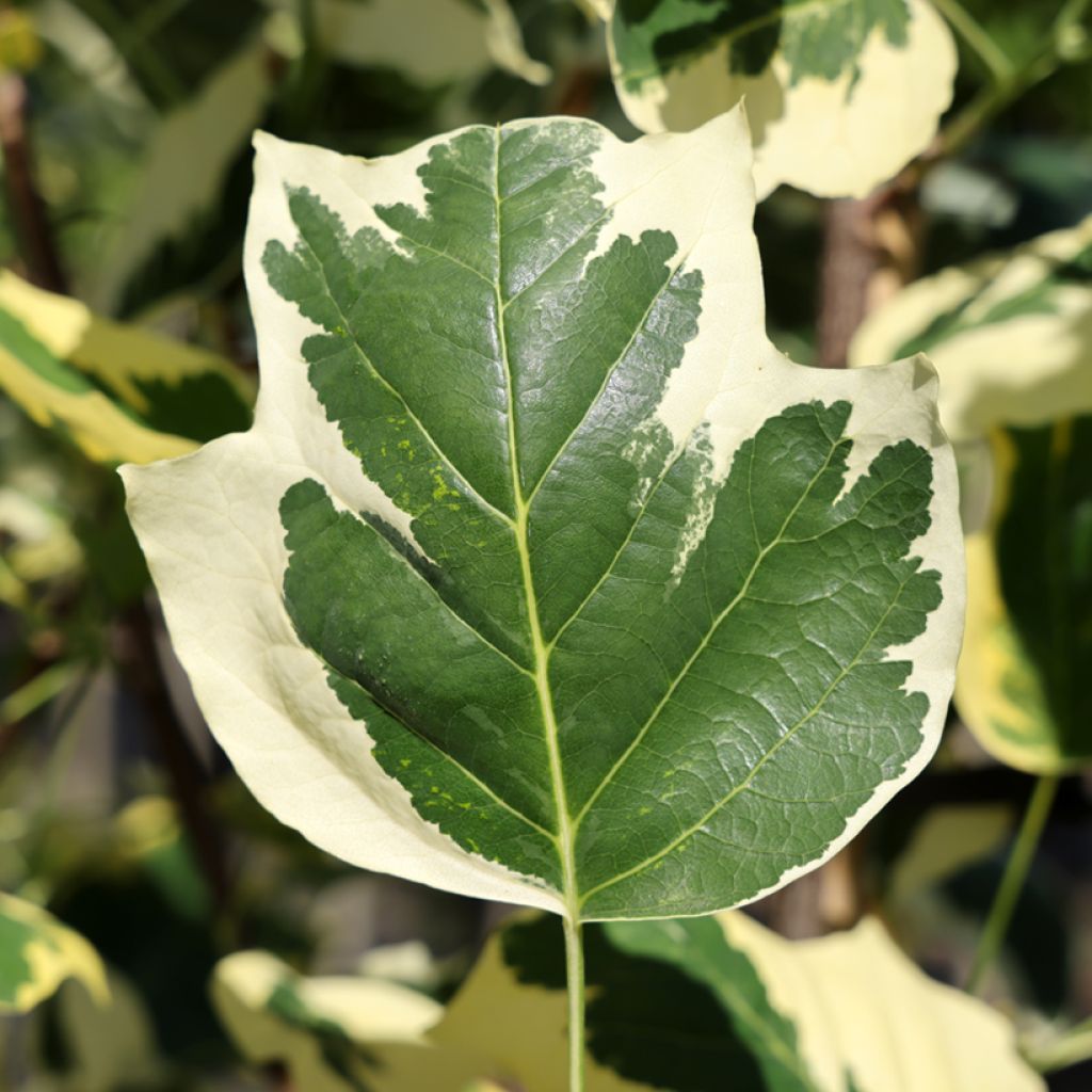 Liriodendron tulipifera Snowbird - Arbol de las tulipas