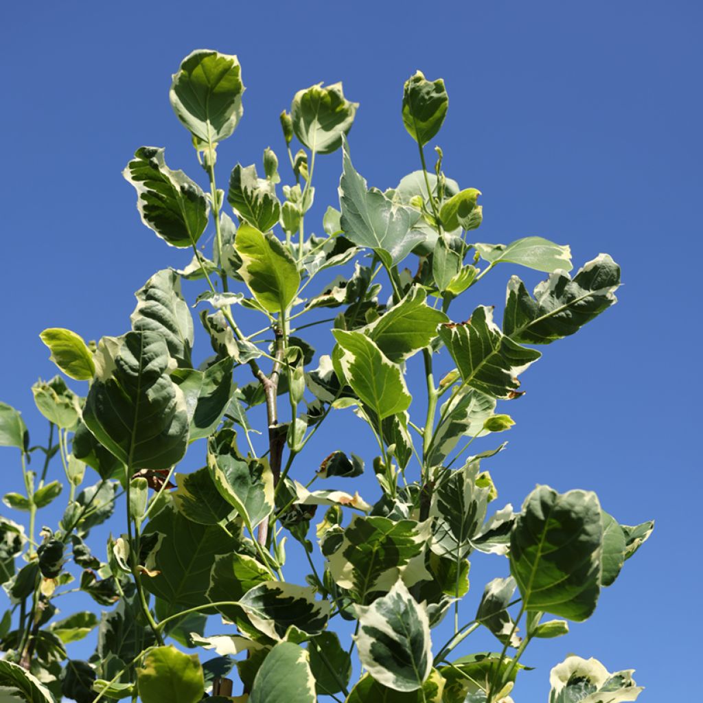 Liriodendron tulipifera Snowbird - Arbol de las tulipas