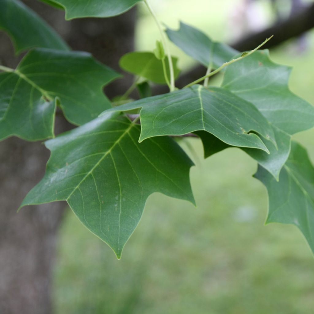 Arbol de las tulipas - Liriodendron tulipifera