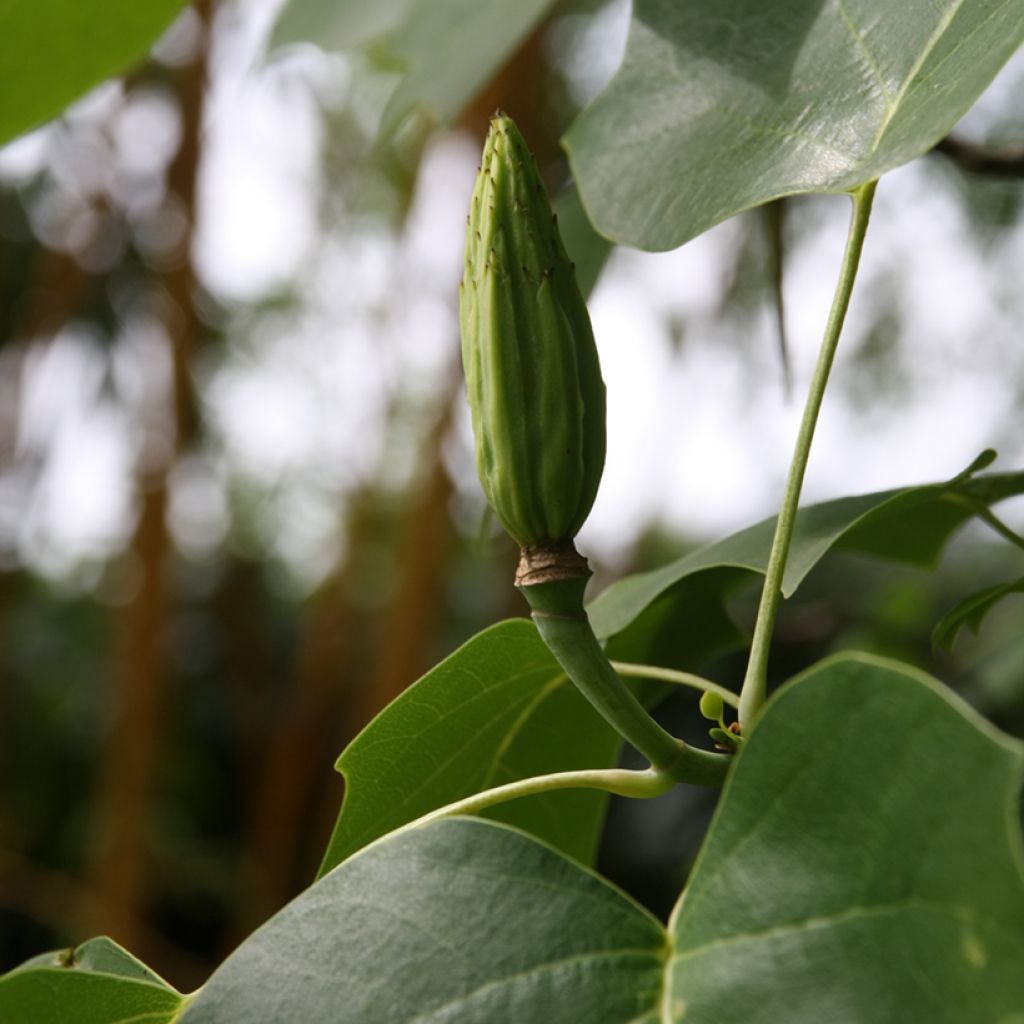 Arbol de las tulipas - Liriodendron tulipifera