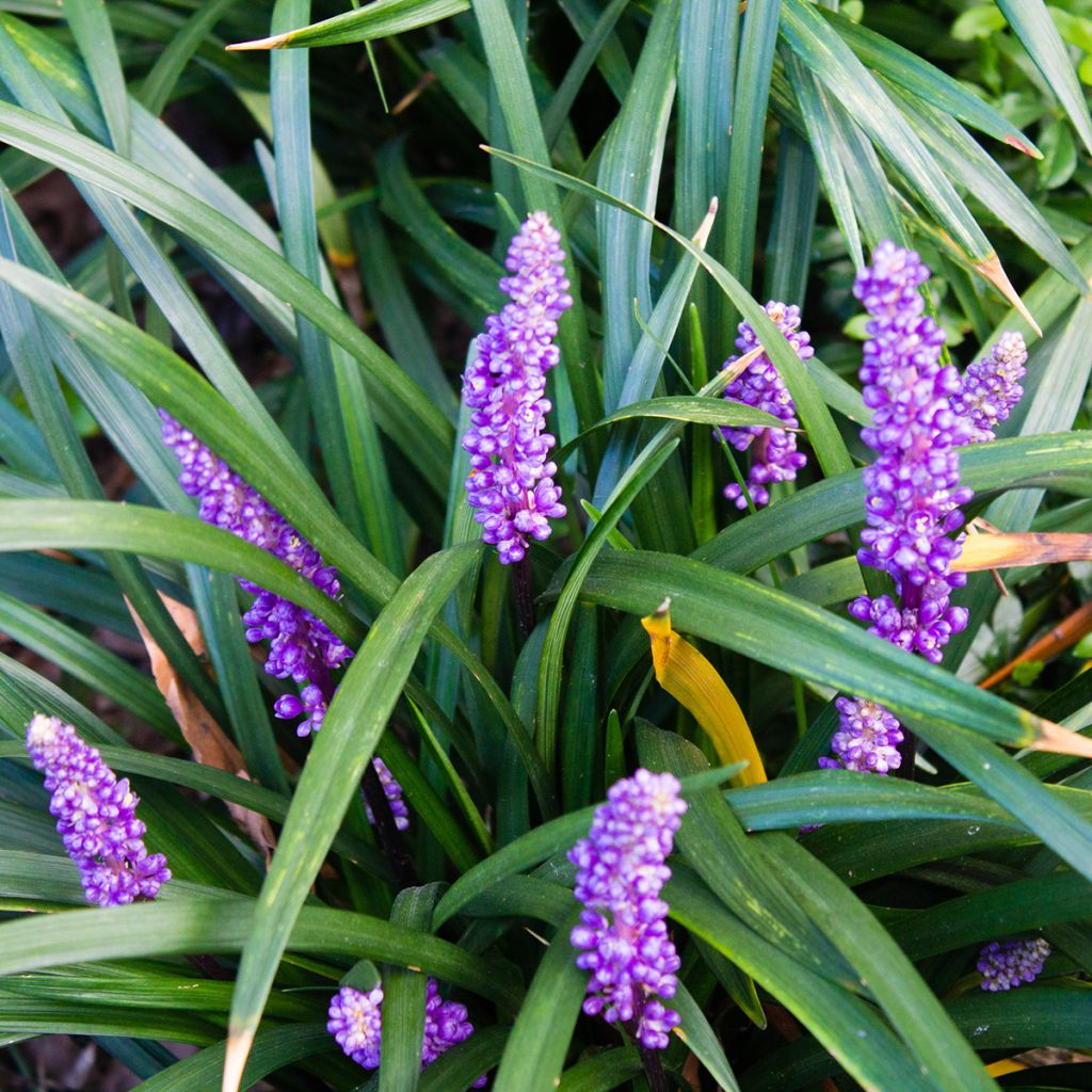 Liriope muscari - Serpentina