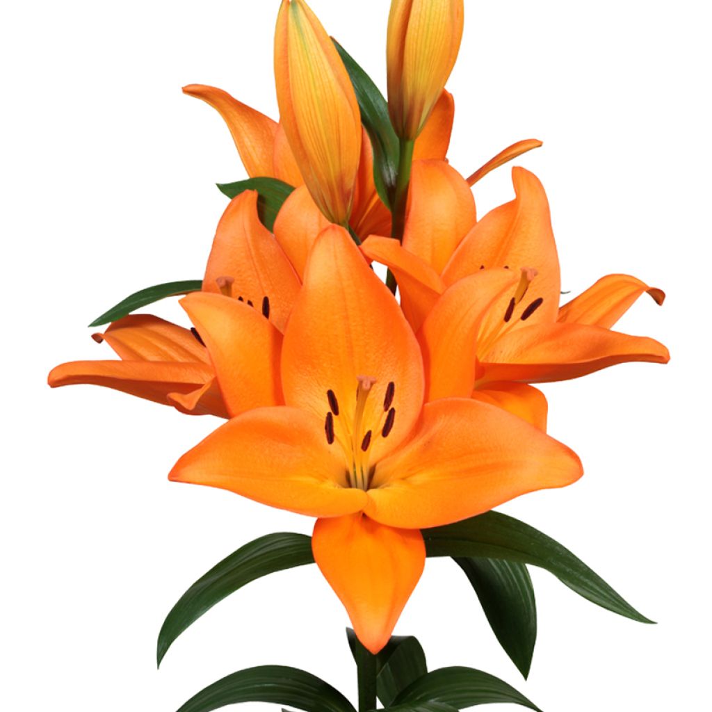 Lilium Barolo - Lirio