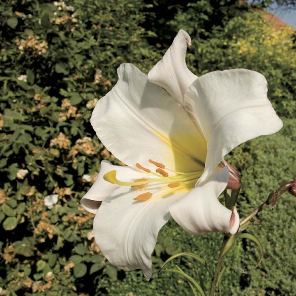 Lilium regale - Azucena