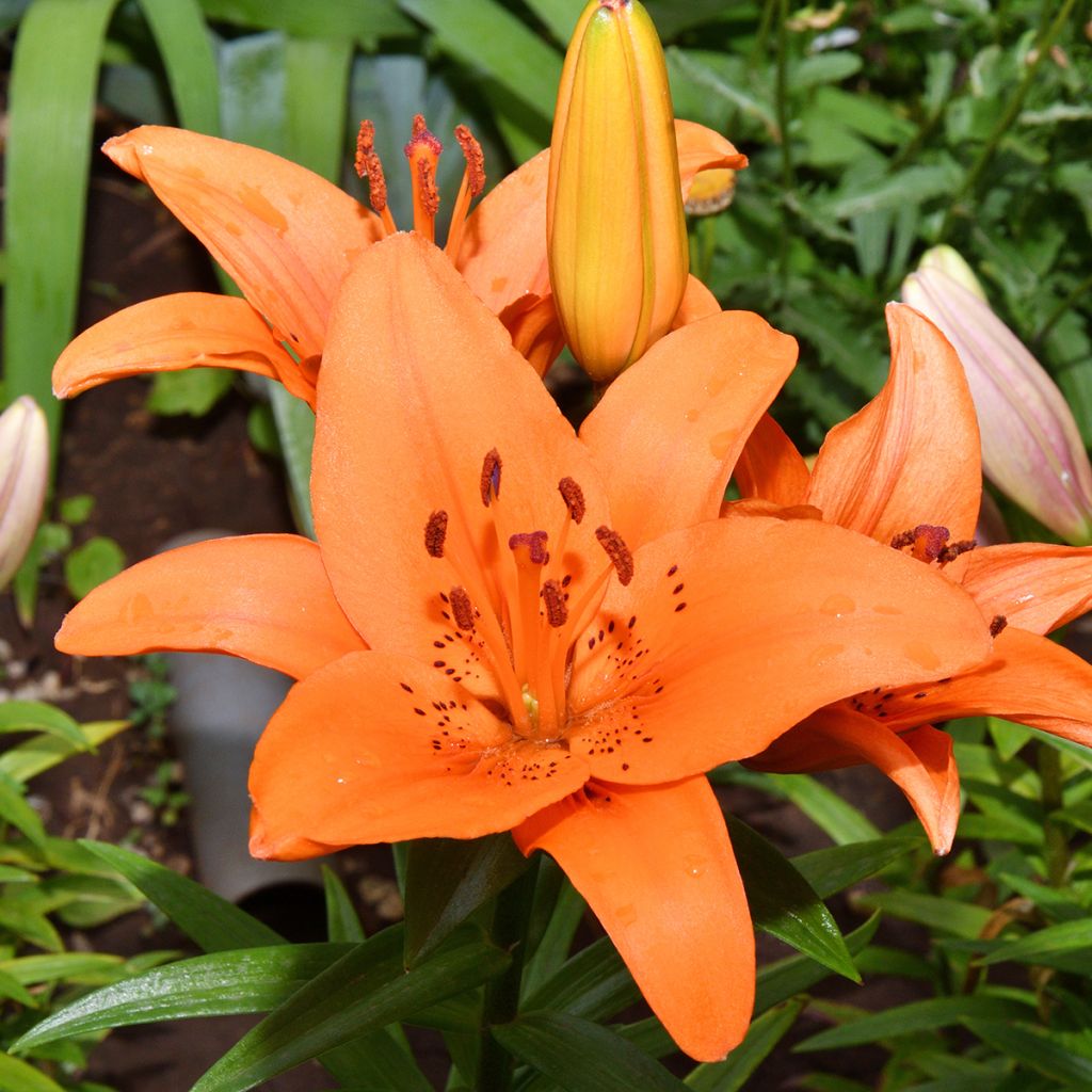 Lilium Tresor - Lirio asiático