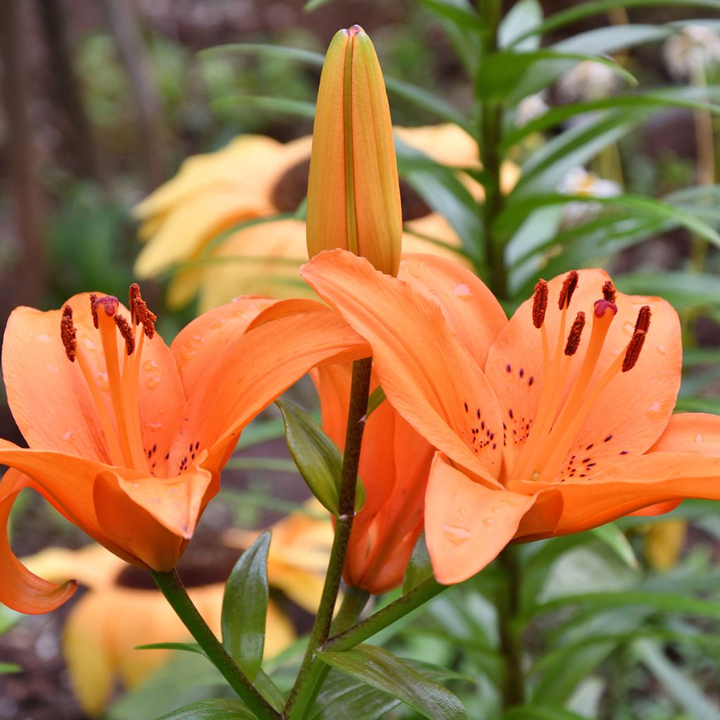 Lilium Tresor - Lirio asiático