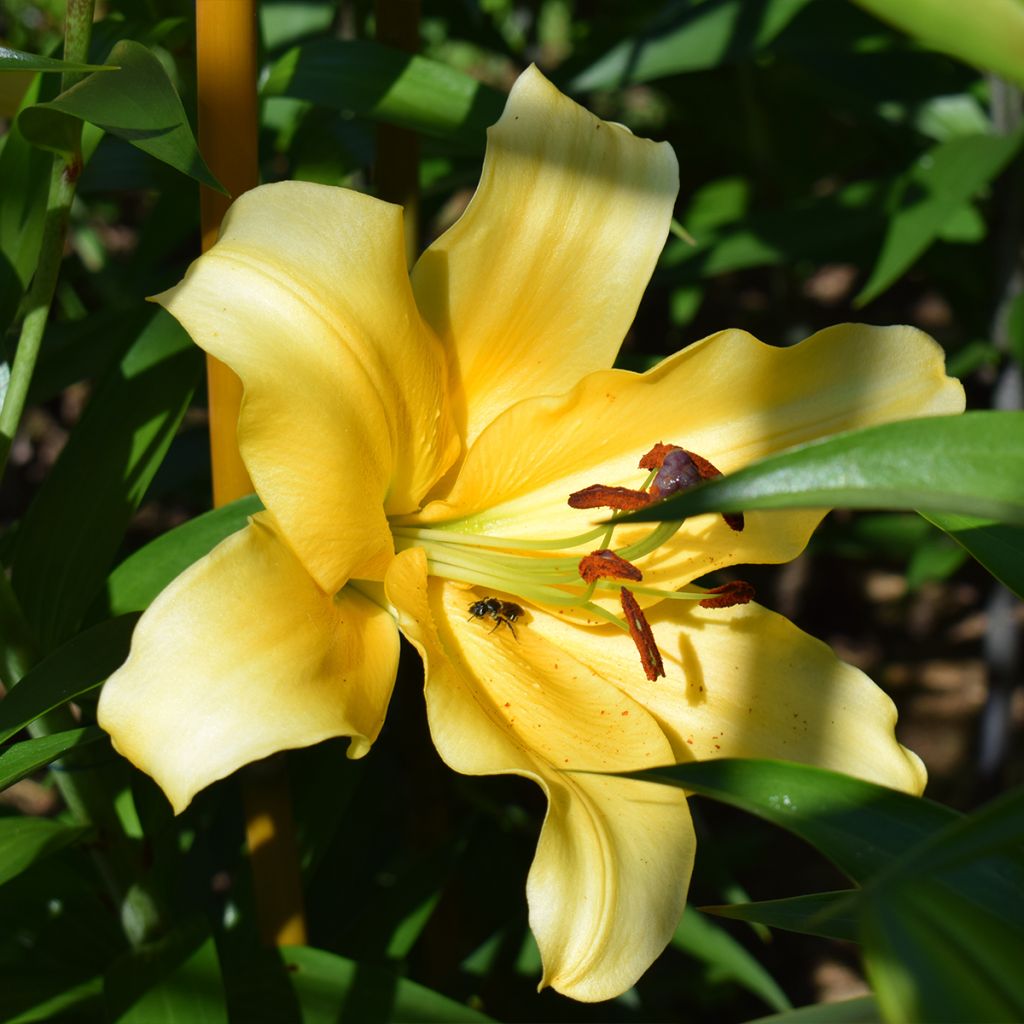Lilium Corcovado® - Lirio
