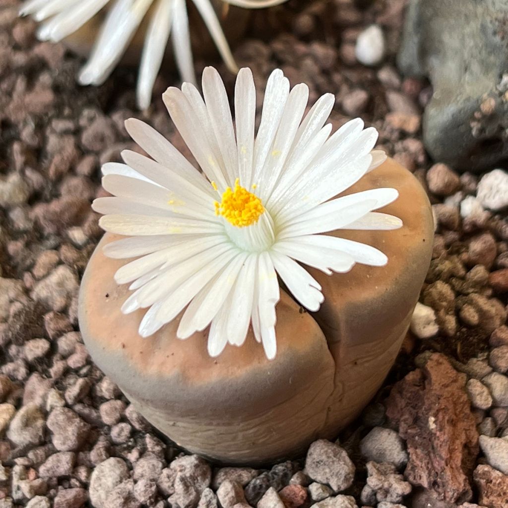 Lithops Pebble Plants Mixed - Piedras vivas