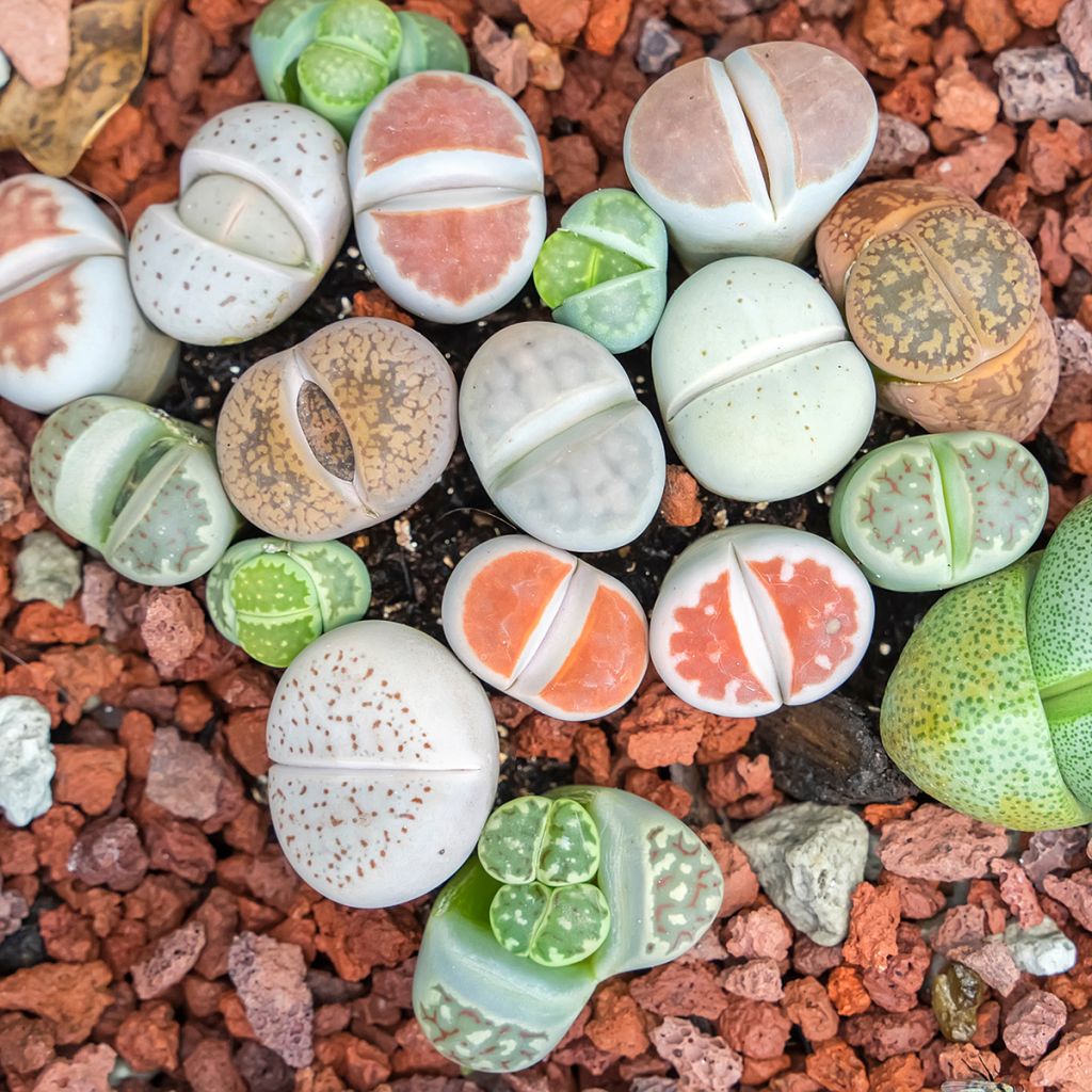 Lithops Pebble Plants Mixed - Piedras vivas
