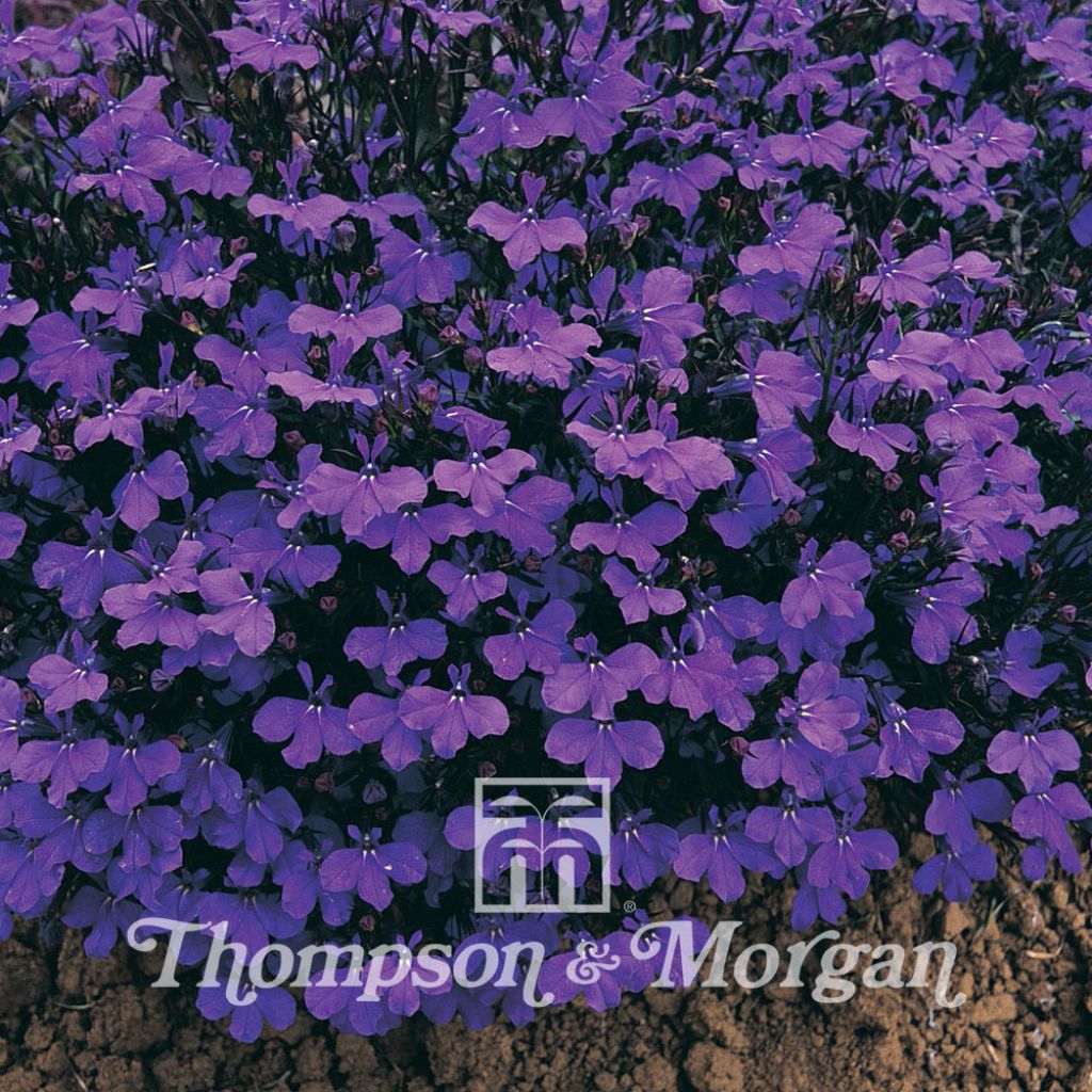 Lobelia Erinus Crystal Palace
