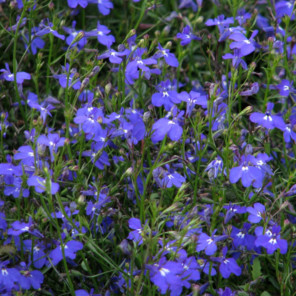 Lobelia erinus Sapphire Cascade
