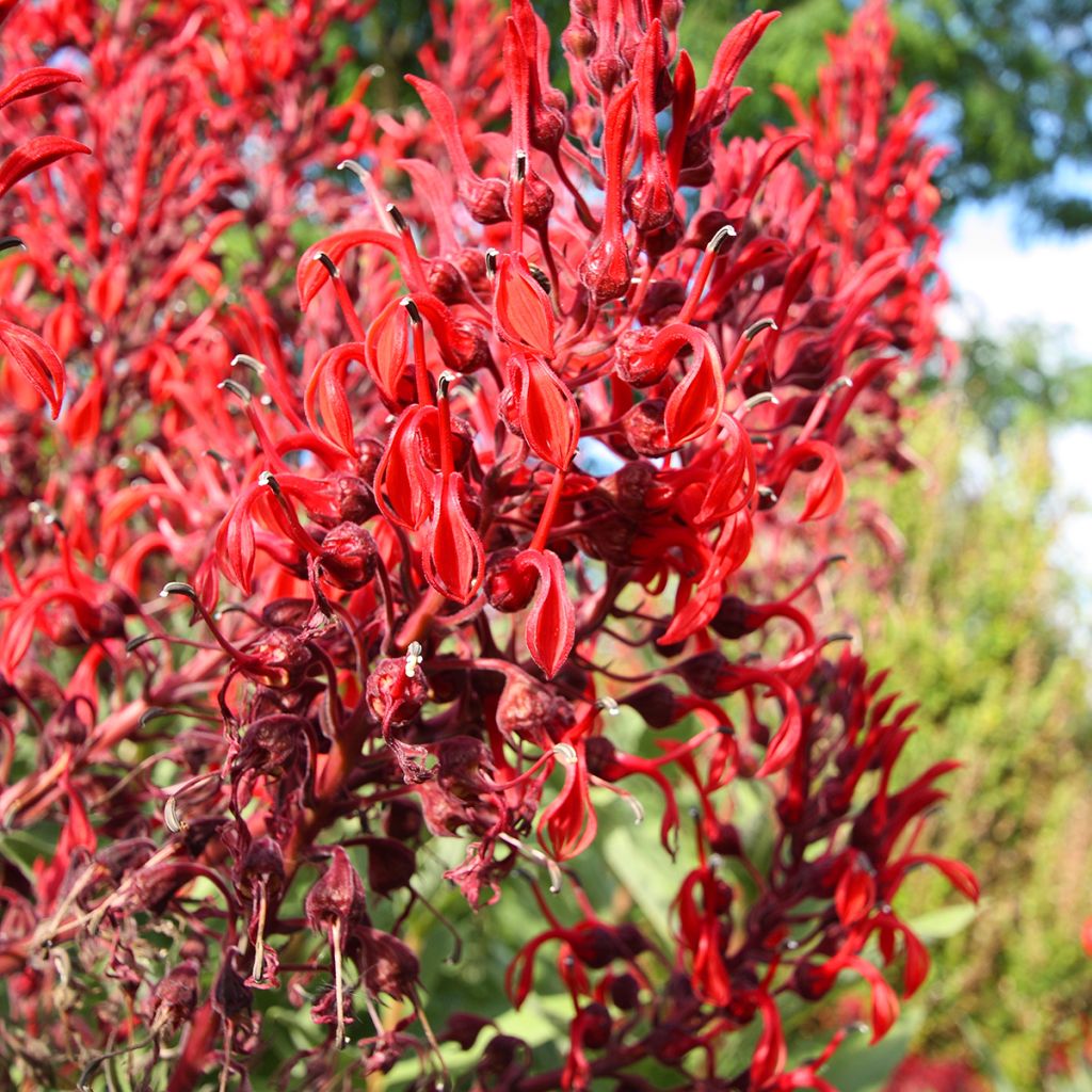 Lobelia tupa - Tabaco del diablo
