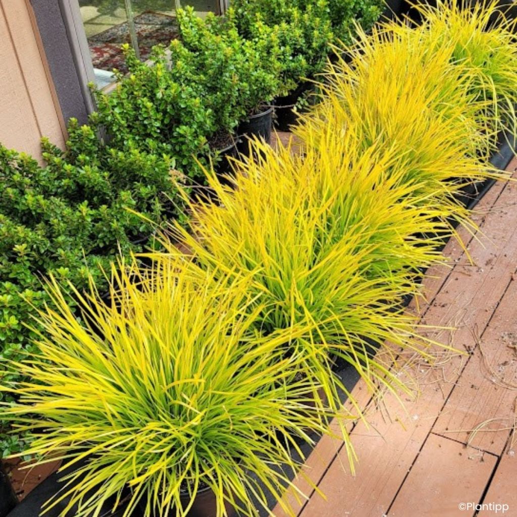 Lomandra longifolia Miner's Gold - Esparraguera de cabeza espinosa