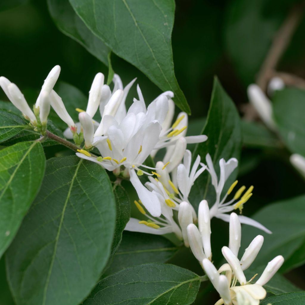 Lonicera maackii - Madreselva de Amur