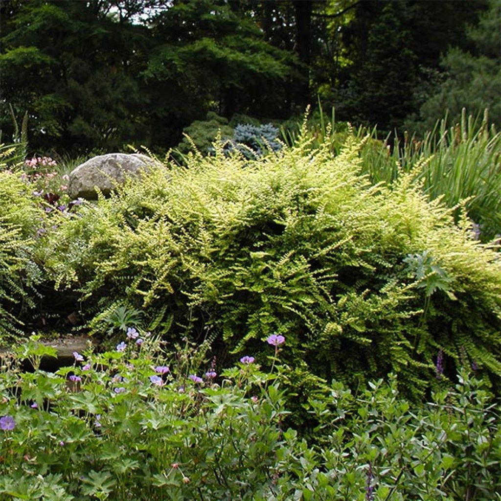 Madreselva de hoja - Lonicera nitida