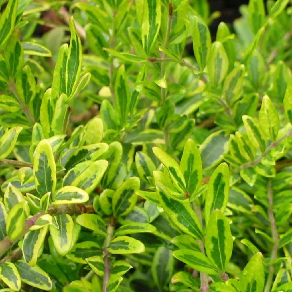 Madreselva de hoja - Lonicera nitida Lemon Beauty