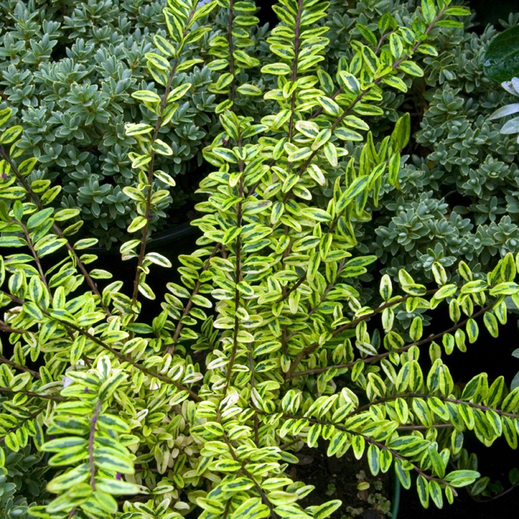 Madreselva de hoja - Lonicera nitida Lemon Beauty