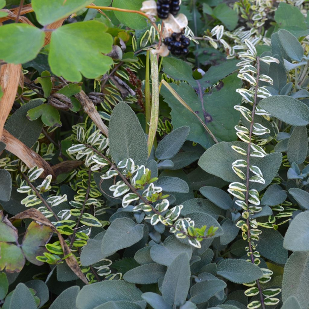 Madreselva de hoja - Lonicera nitida Lemon Beauty