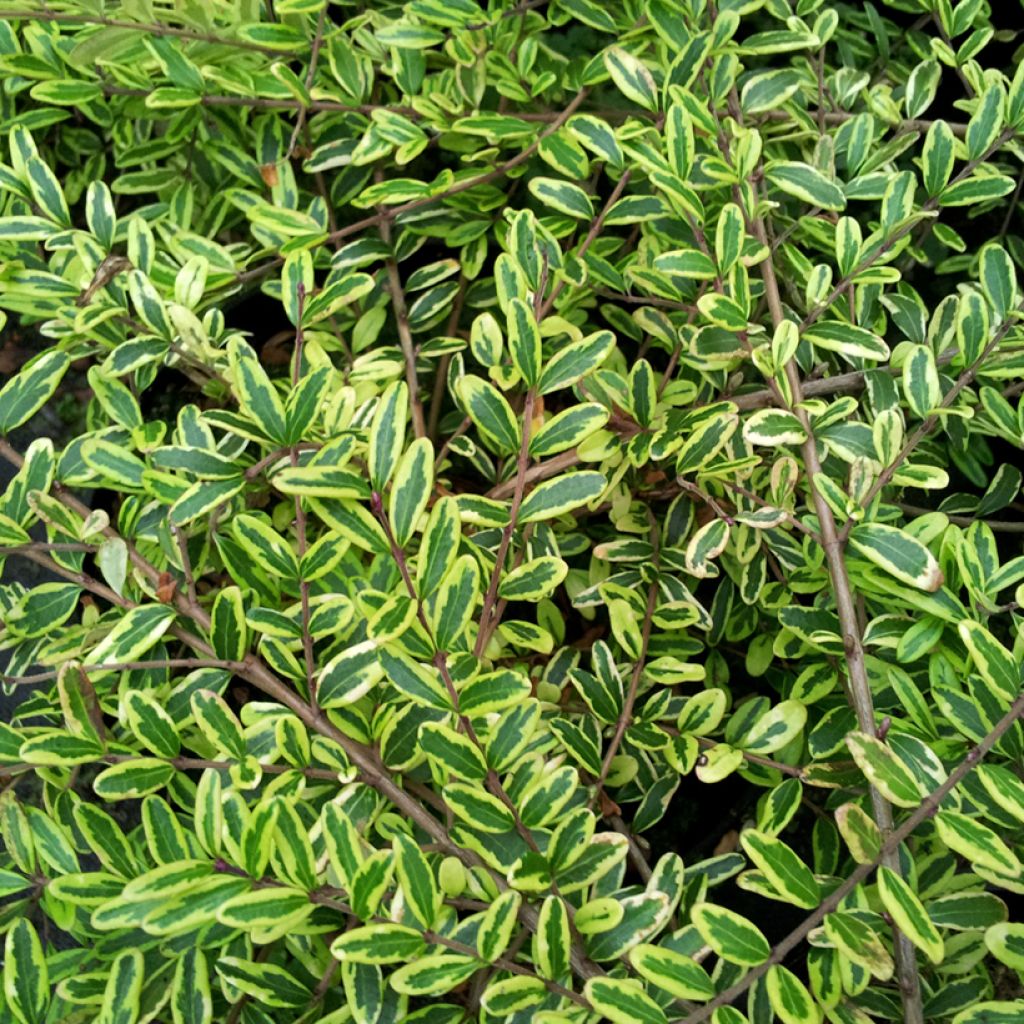 Madreselva de hoja - Lonicera nitida Lemon Beauty