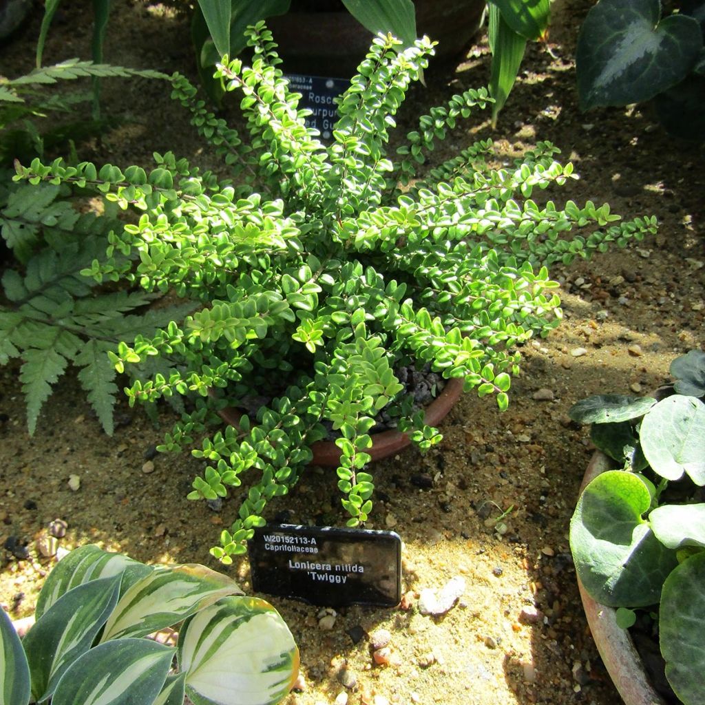 Madreselva de hoja - Lonicera nitida Twiggy