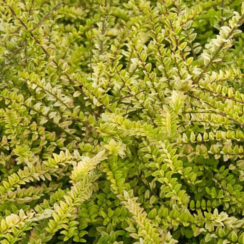 Madreselva de hoja - Lonicera nitida Dart's World
