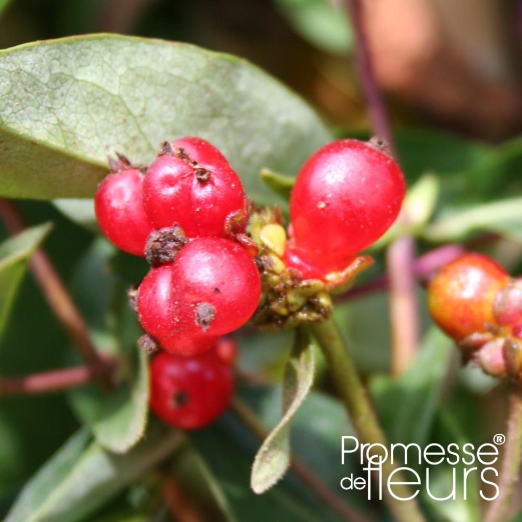 Madreselva de los bosques - Lonicera periclymenum Belgica Select