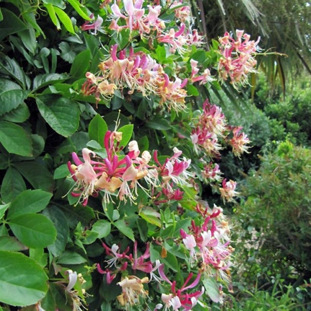 Madreselva de los bosques - Lonicera periclymenum Belgica Select