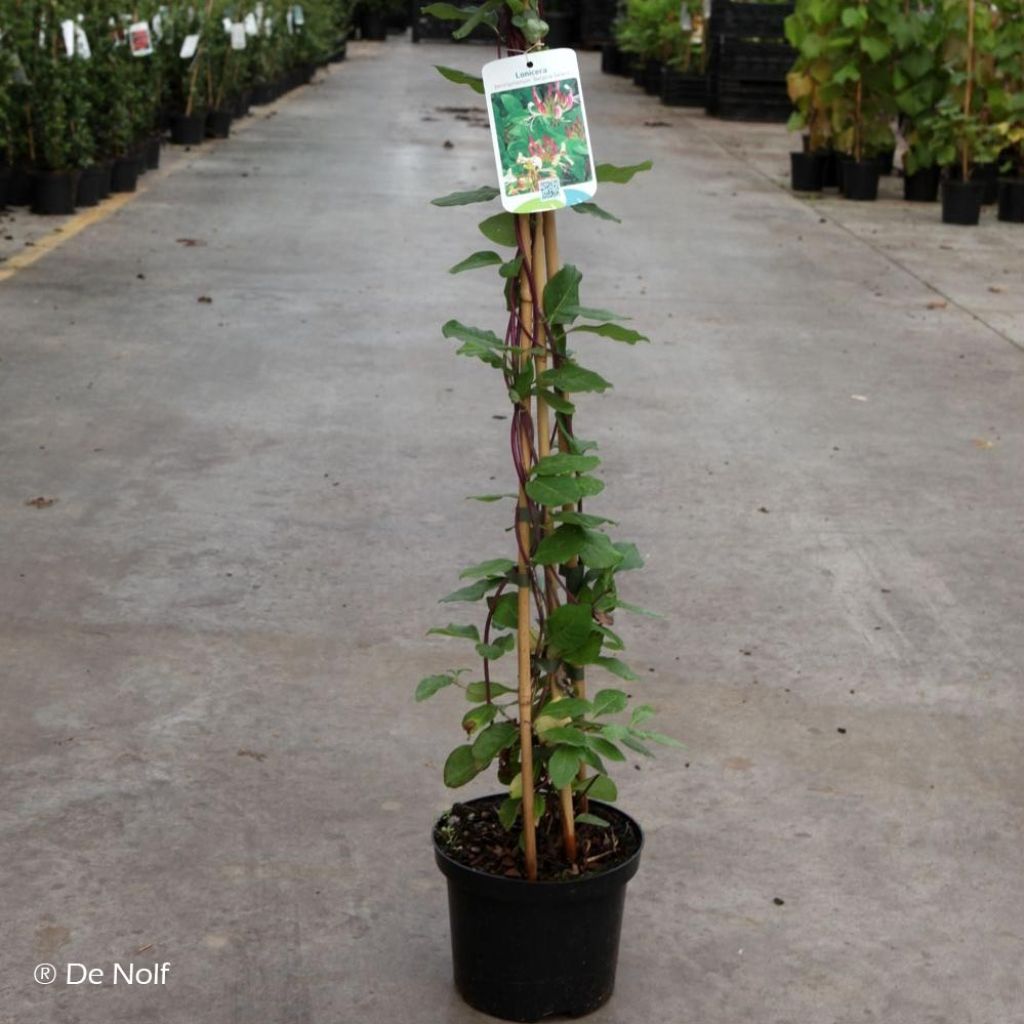 Madreselva de los bosques - Lonicera periclymenum Belgica Select