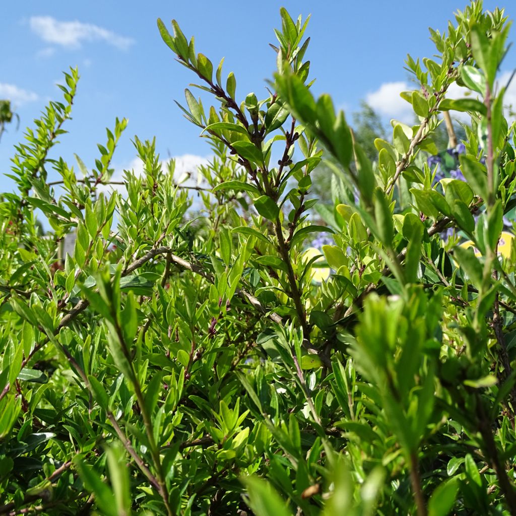 Lonicera pileata