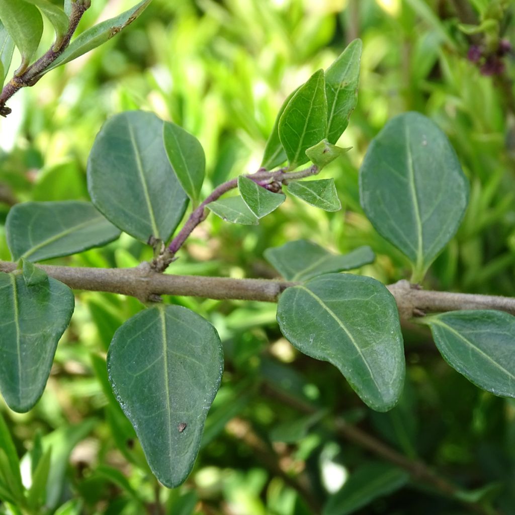 Lonicera pileata