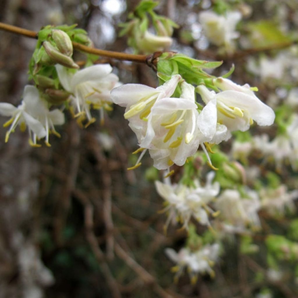 Lonicera purpusii Winter Beauty - Madreselva