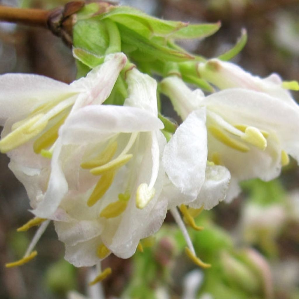 Lonicera purpusii Winter Beauty - Madreselva