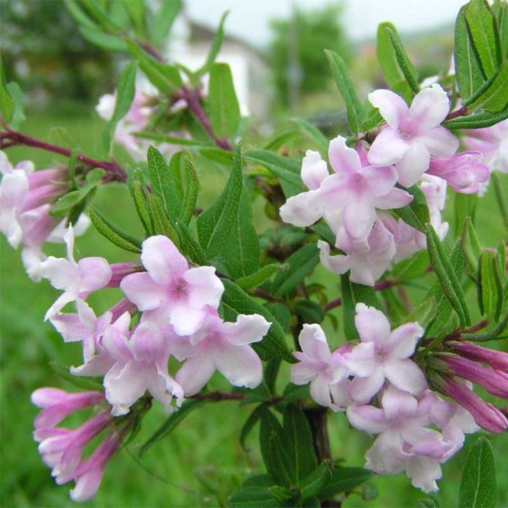 Lonicera syringantha - Madreselva Lilas