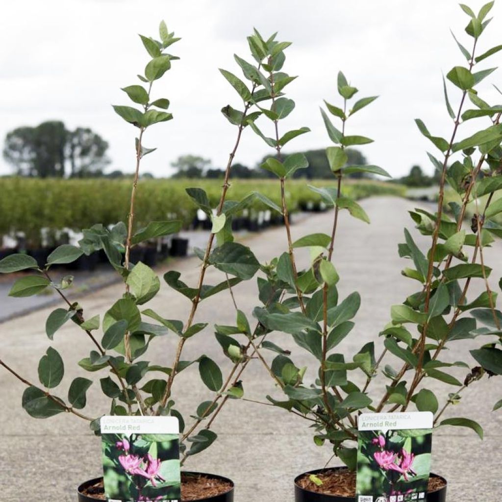 Lonicera tatarica Arnold Red - Madreselva tatarian