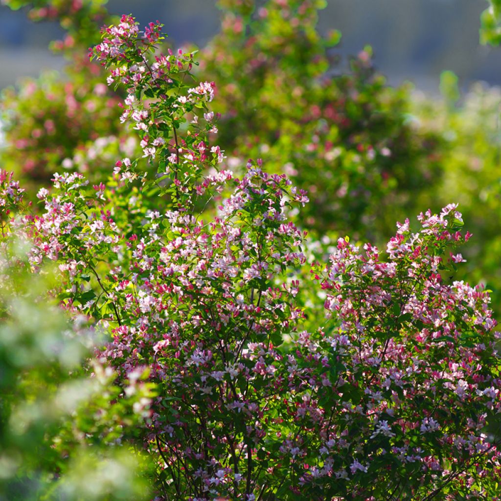 Lonicera tatarica - Madreselva tatarian