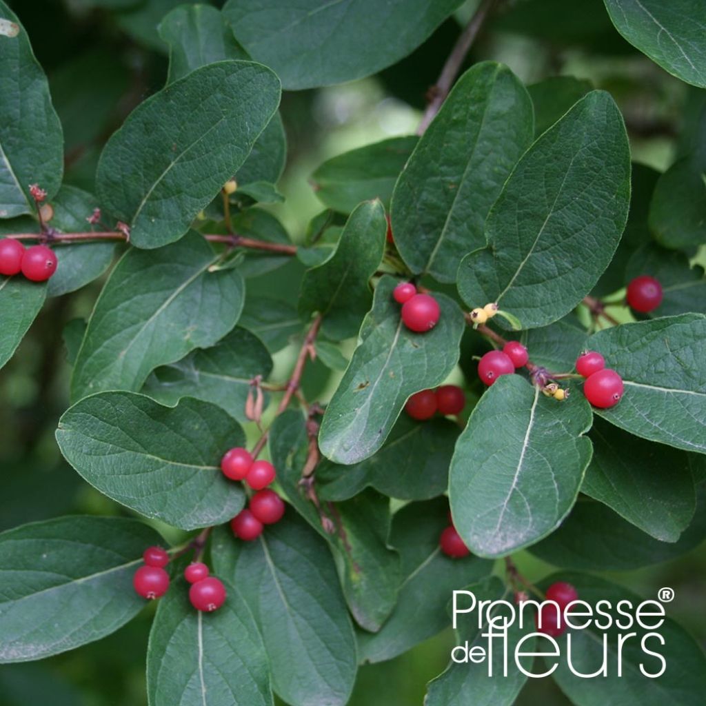 Lonicera tatarica Rosea - Madreselva tatarian