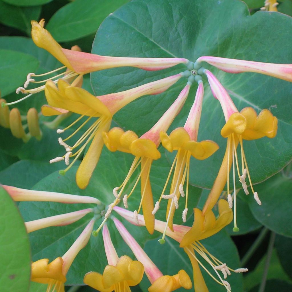 Lonicera tellmaniana - Madreselva trepadora