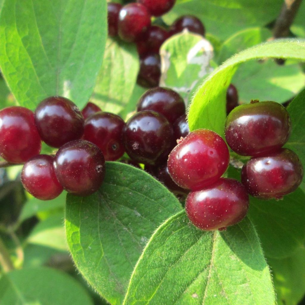 Lonicera xylosteum - Cerecillo de Europa