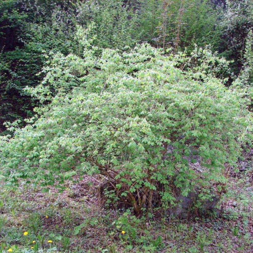 Lonicera xylosteum - Cerecillo de Europa
