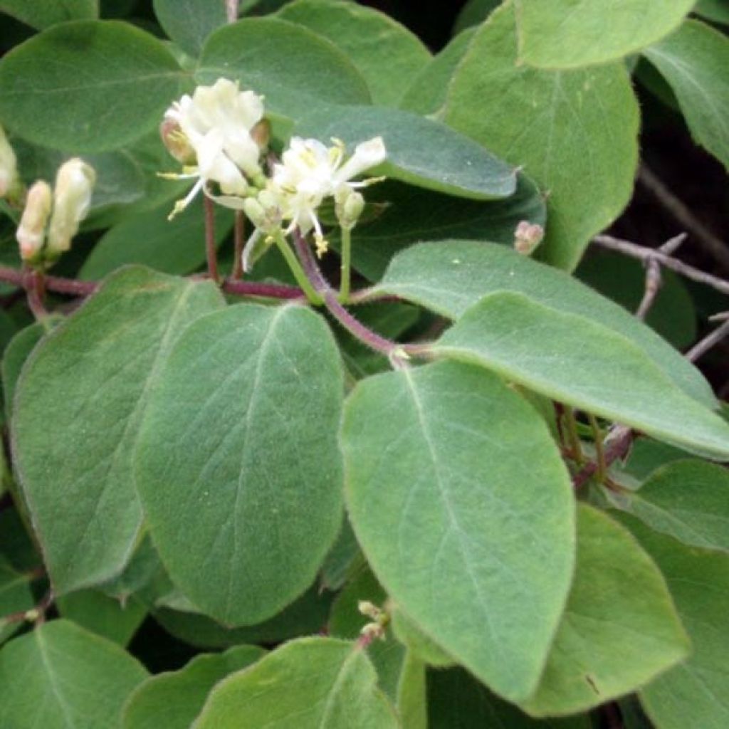 Lonicera xylosteum - Cerecillo de Europa