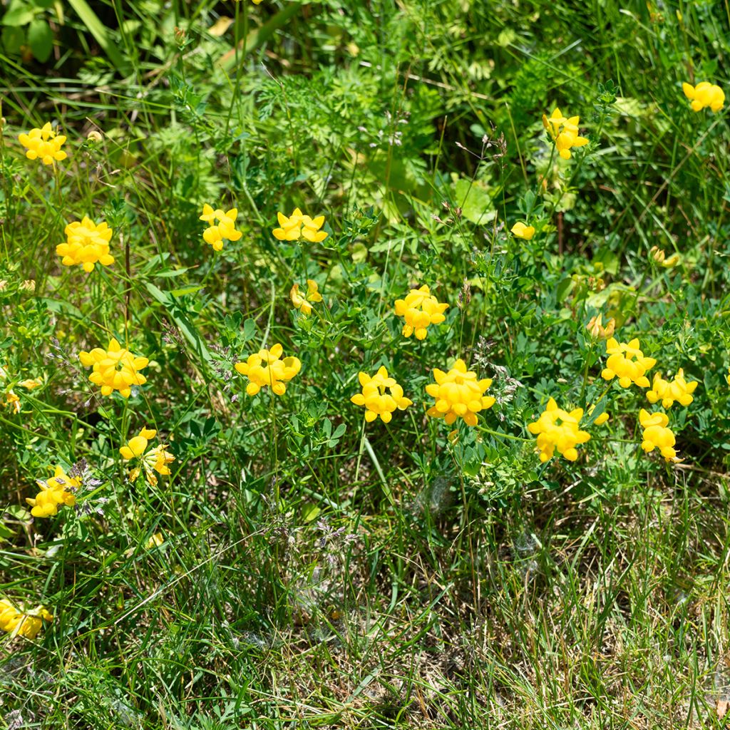 Lotus corniculatus - Zapaticos de la Virgen