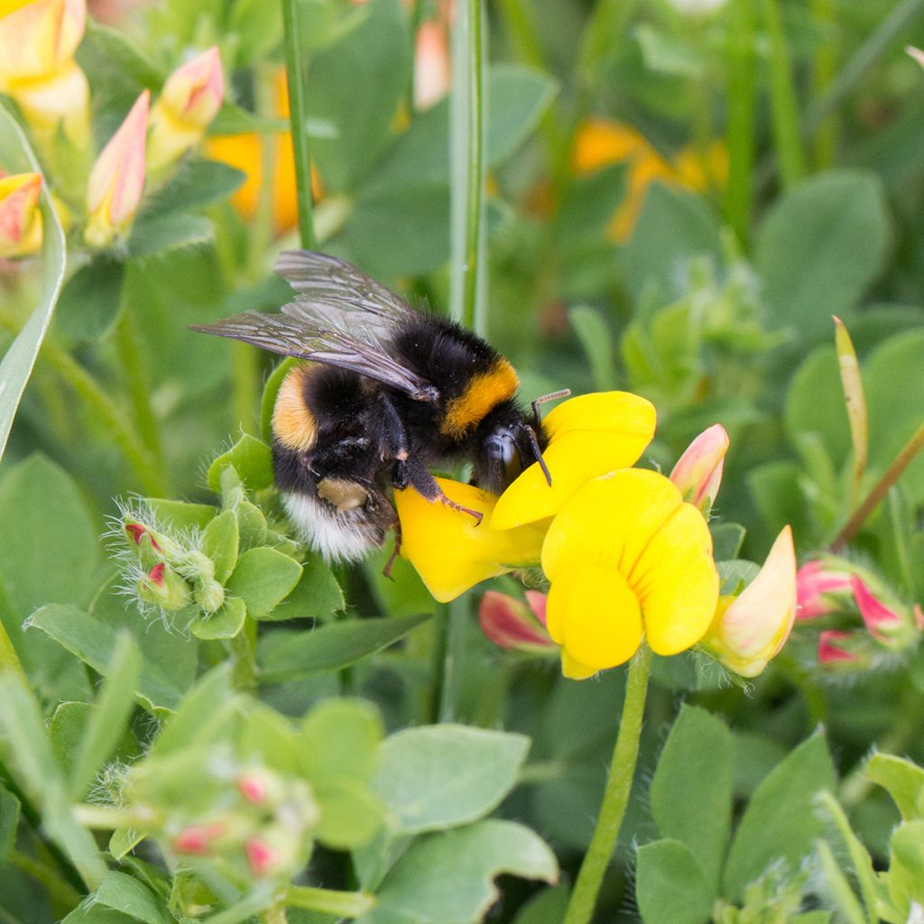 Lotus corniculatus - Zapaticos de la Virgen
