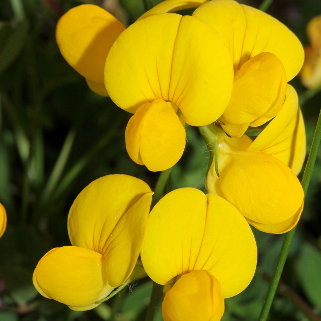 Lotus corniculatus - Zapaticos de la Virgen