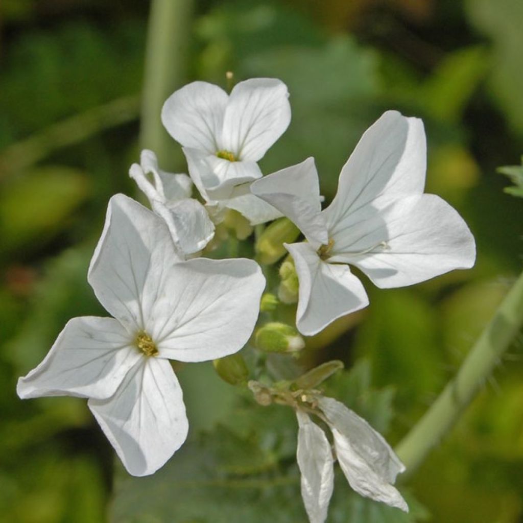 Lunaria annua Alba - Monedas del Papa